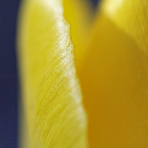 Philippe Demoule